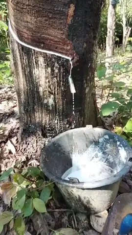 karet super #petanikaret #petanikaret