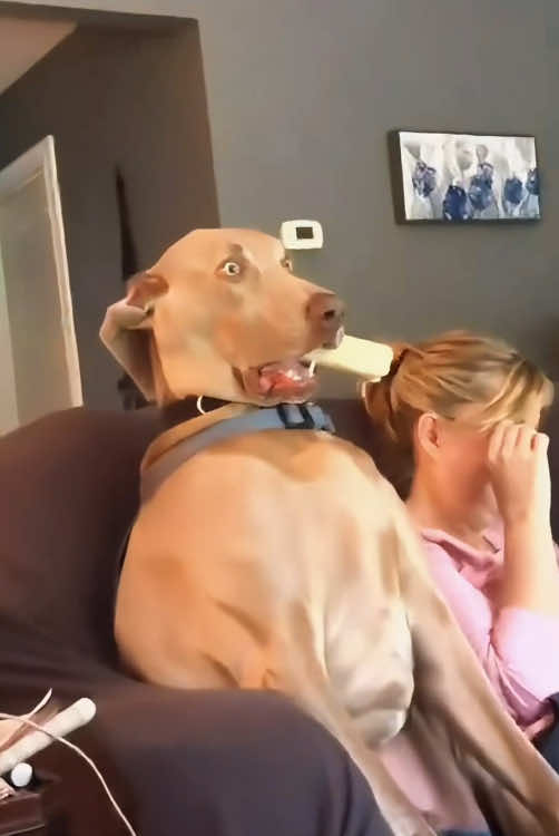 When dog first watch a horror movie 😂😂#dog #funny #happy #horror #pet #tiktok #foryou 
