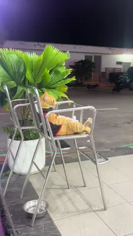 #funnycat #cat #foryoupage #foryou #fyp #funnyanimals #funnycat #funnymoments 