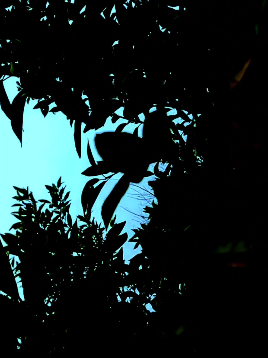 #CapCut #musica #parati #video 