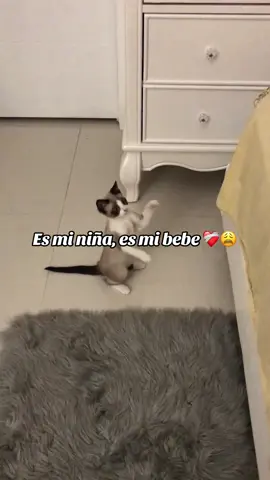 Es mi niña, es mi bebe ❤️‍🩹🐈‍⬛ #cats #gatos #fyp #parati #gatostiktok #mascotas #fypシ 