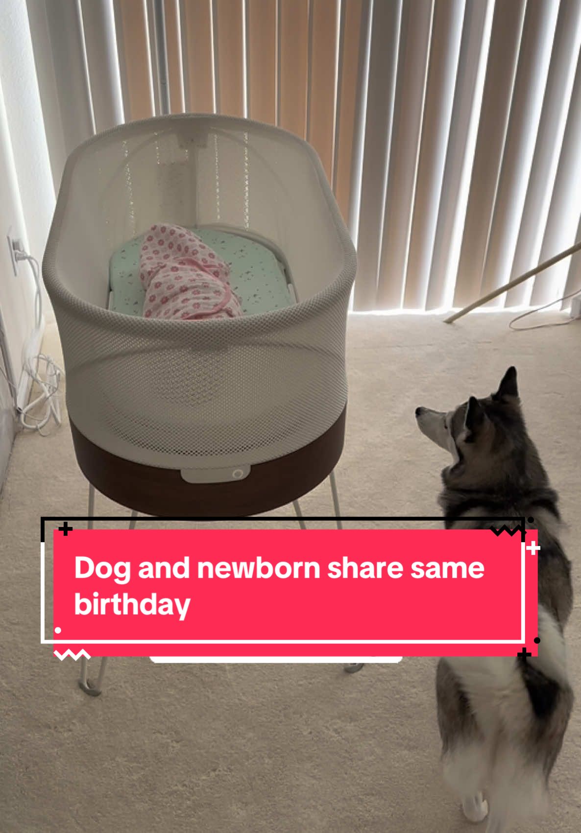 When your dog shares the same birthday as your newborn baby 😭💕  #newborn #dogs #dogsoftiktok #dogandbaby #baby #wholesome #birthday 