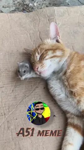#meme