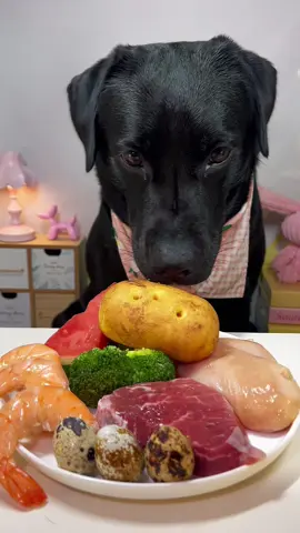 #labrador #asmr #dog 