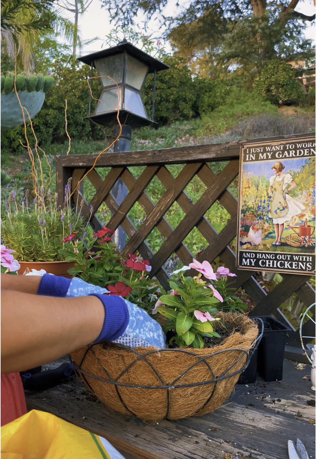 Amo las plantitas 🪻🪴🌺🌷 #LIVEIncentiveProgram #live #homedepot #gardening 