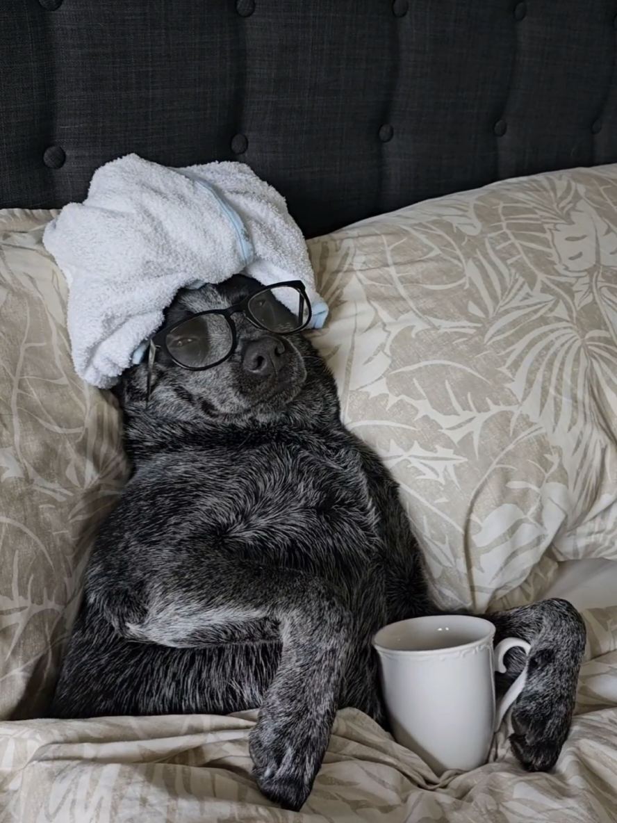 Oops 😬  ib: @naptownk9  #dog #dogsoftiktok #funnydog #funnydogs #dogsvideo 