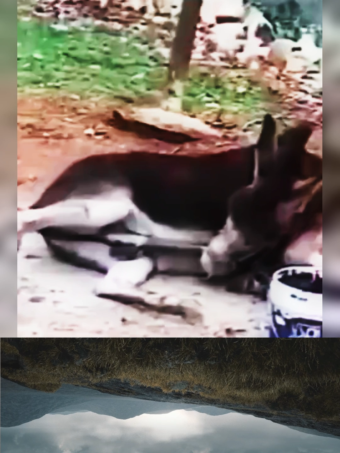 how is it possible ? #animals #mating #viral_video #Shorts