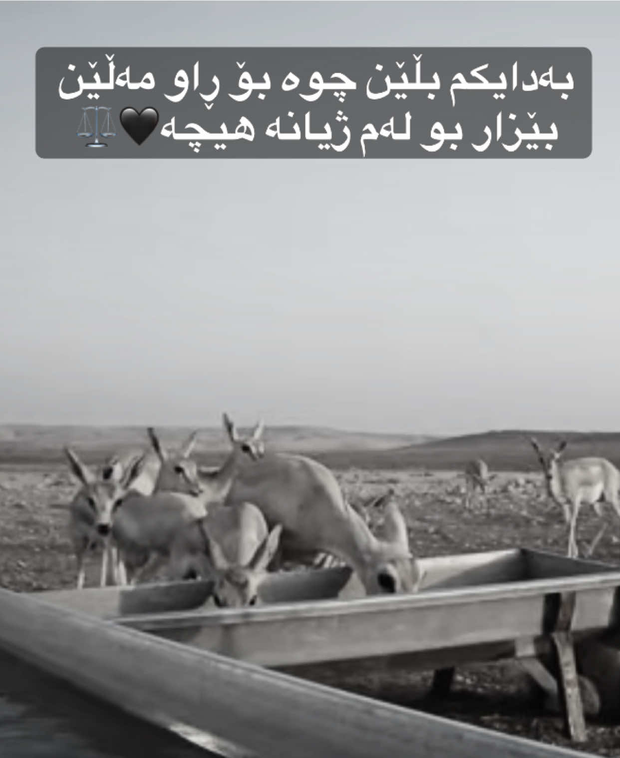 با دایکم نەزانێت🖤 #غزال🖤 #foryou 