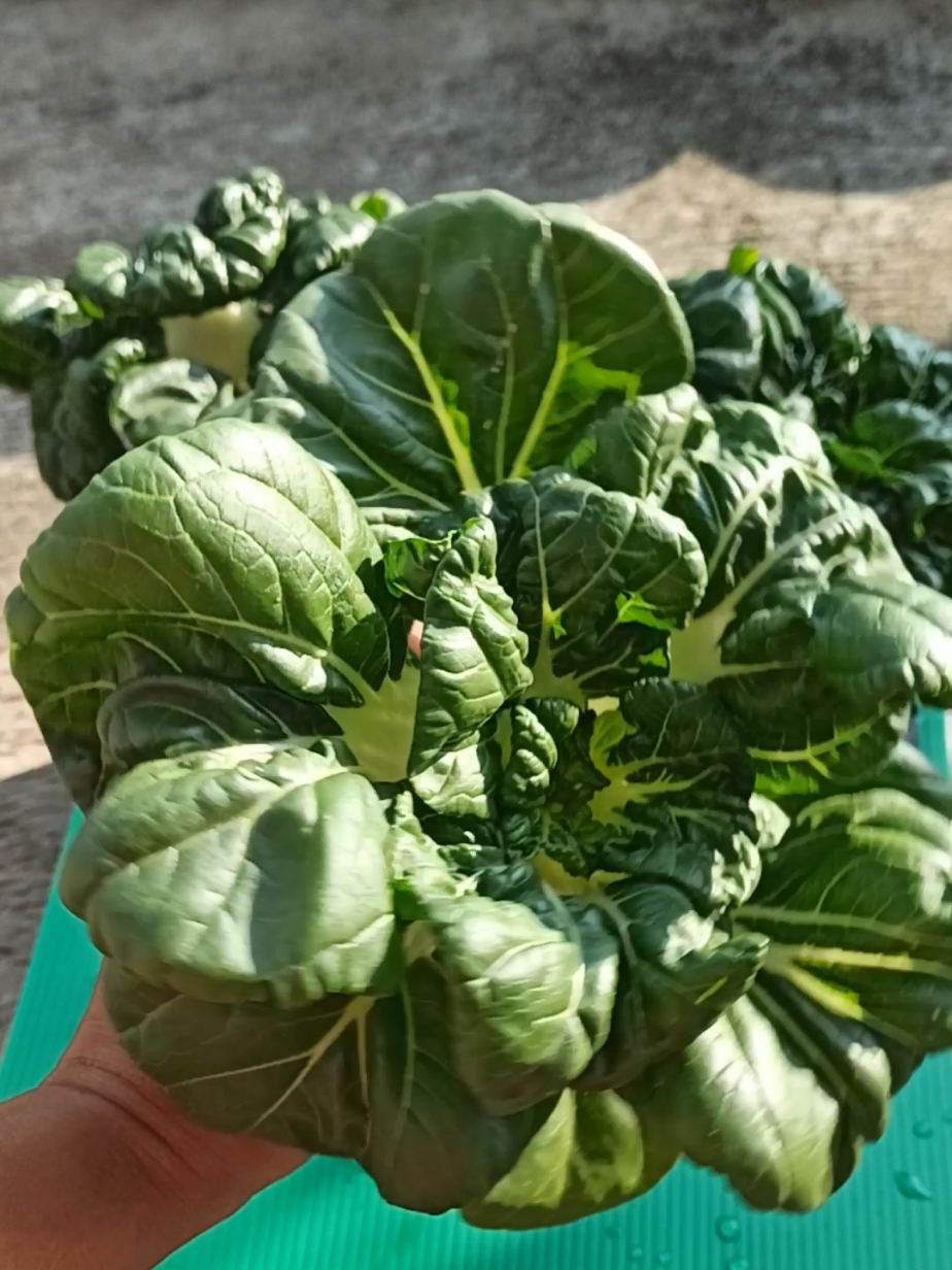 Membalas @mamaa.nadhif  Ini kak tutorial nya semoga membantu. Menanam sawi naibai atau baby pakcoy secara hidroponik  #hidroponik #paketlengkaphidroponik #hidroponikpemula #sawinaibai #hidroponikrumahan 