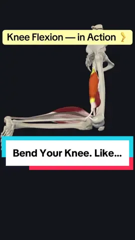 🦵 What Happens When You Bend Your Knee? ✅ Primary Movers: 	•	🔹 Hamstrings (back of the thigh):   - Biceps femoris   - Semitendinosus   - Semimembranosus 🦿 These muscles work together to flex the tibiofemoral joint — that’s the main knee joint. ⸻ 🔄 Supporting Muscles: 	•	🦶 Gastrocnemius (calf) 	•	⚖️ Gracilis (inner thigh) 	•	🧵 Sartorius (diagonal across thigh) 	•	🔧 Popliteus (behind the knee) ⸻ 💡 You use knee flexion in every: 	•	🚶 Step 	•	🏋️‍♂️ Squat 	•	🏃 Jump 	•	🧎 Kneel Yet… most people never think about how it works. ⸻ 🧠 Muscle memory is anatomy in motion. 👉 Follow for more real anatomy in action.#A#AnatomyInMotionK#KneeFlexionH#HamstringsH#HumanBodyM#MuscleFunctionM#MedicalStudent#OrthopedicsB#BiomechanicsK#KinesiologyA#AnatomyFactsS#StudyAnatomyB#BodyInMotionL#LearnWithMeBendItLikeAnatomy