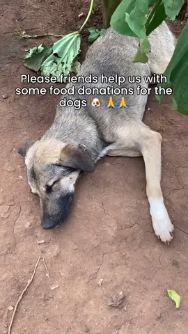 Please friends help us with some food donations for the dogs 🐕 because now it is a second day without food at the shelter #dog #dogsofinstagram #dogoftheday #nature #photooftheday 