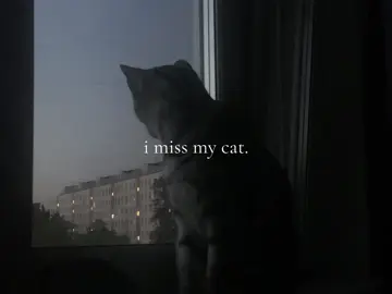 #petloss #cat #grief #petgrief #tatcha #fyp #xyzbca #fypシ #viral #sunset #imissmycat 