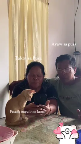 #catslovers #rescueanimals #cats 