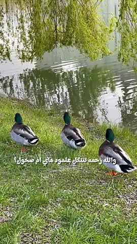 اريد من هذا🥹🩵 . . . . . . . . . #روايات_عراقيه  #الكاتبه_ايلول  #ارض_الخناجر_🗡  #ارض_الخناجر🤍  #ارض_الخناجر  #روايات_عراقية  #واتباد_عراقي 