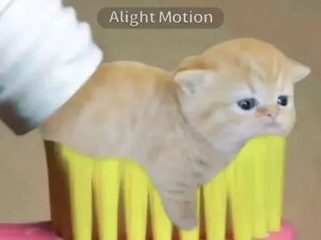 ※돈키이스 주의※ #projectmoon #projectmoon🔑🌙  #🔑🌙 #limbuscompany #limbuscompanymeme  #donquixote #ishmael #fyp #림버스컴퍼니 #이스마엘 #돈키호테 