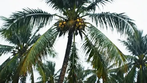 #CoconutFalling #Fruit #Juice #Coconut#wolink 