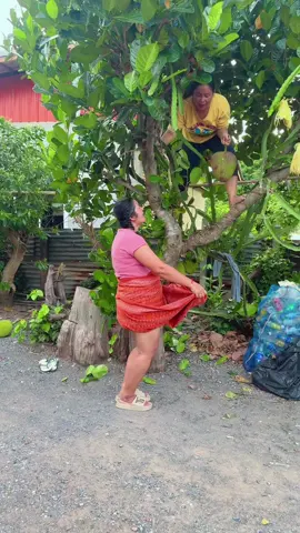 ไปเก็บขนุนสุก ฮามาก Helping to collect ripe jackfruit is so funny. #เทรนวันนี้ #ดันขึ้นฟีด #funny #funnyvideos #คลิปตลก 