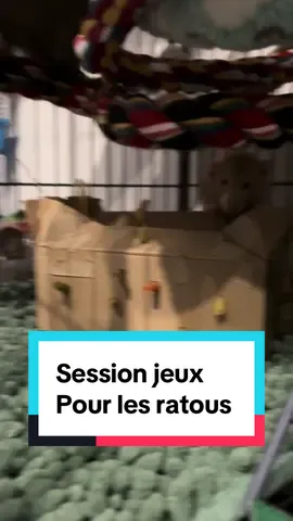 Un petit moment de jeux avec une boîte et des pâtes. Ça marche toujours ! #nocturat #ratslover #ratsoftiktok #cuterats #ratlife 