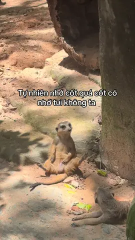 Nhớ cốt quá #GreenCreator #Vinpearl #VinpearlGolf #VinWonders #WonderSummer2025 #dulich 