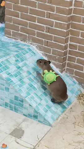 Capybara is super happy#capybara #capybaratiktok #viral #usa #funnyanimals #fypシ #cute #funnypets #fyp #funny #foryou #funnyvideos