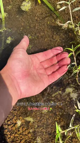 水溜り池→スティルウォーター池 #池 #ビオトープ #夏休み #stillwater 