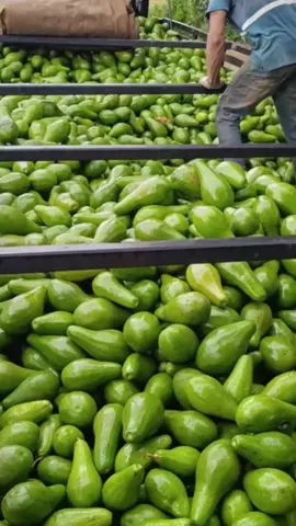 Jos di gunakan sahabat tani🔥💪 #pocboosteralpukat #alpukat #petanialpukat #fyp #petaniindonesia🇮🇩🇮🇩🇮🇩🌿🌿 