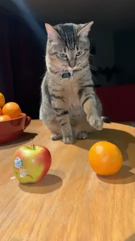 10[ Signs Your Cat is Smarter Than Your College Roommate       😻#cat #catsoftiktok #fyp #pet #fypシ #funnycat 