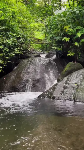 Indahnya alam hutan, air mengalir di dalam hutan #alamhutan #nature #airmengalir #suaraairmengalir #suarahutan 