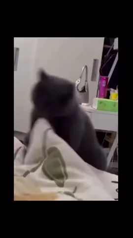 day 3 od 365 #cat #black #funny #meme #fyp 