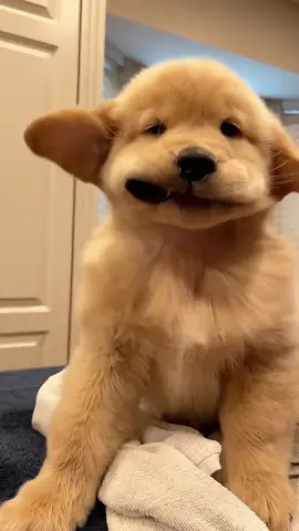 Funny golden retriever puppy#fun #animals #dogs#funnydog#puppy#fyp#funny#foryou#foryoupage
