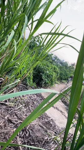 Nay mấy đứa nhỏ này gặp được ông ngựa rồi #longthuangocong #xh 