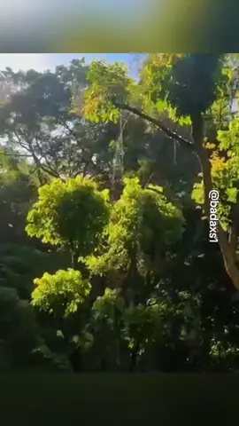 tonggeng #wereng #hama #lalatanveer #animals #hama 