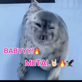 HELL YEAH🔥🔥SEAL AMPHIBIAN BACKK (this is gonna flop 💔💔)#fyp #philippines #cringe #anime#fyppppppppppppppppppppppp 