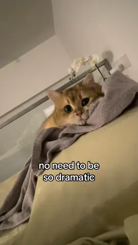 #britishshorthair #catsoftiktok #cutecat #cutecats #kittycat #cats #pets #funnycat #catlover #cat #pet 