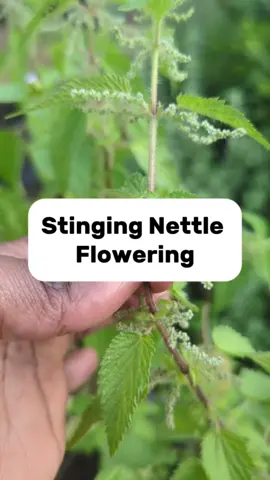 I’m so excited — our stinging nettle plants are flowering and I can’t wait to harvest the seeds! 🌿 Did you know that nettle plants are either male or female? It’s the female plants that produce the seeds, while the male plants produce pollen to fertilize them. Once pollinated, the female plants develop seeds — and these are what we harvest and use. They’re rich in nutrients and often used for medicinal purposes. So when growing nettle for seed harvesting, it’s the female plants we’re really interested in. Watch out for a video coming soon where I’ll show you how to tell the difference between male and female nettle plants when they’re flowering. Have you ever harvested nettle seeds before?  #StingingNettle #NettleSeeds #Herbs #NancyHerbsAndWellness #PlantMedicine #Growyourown #herbs #MedicinalPlants #fyp