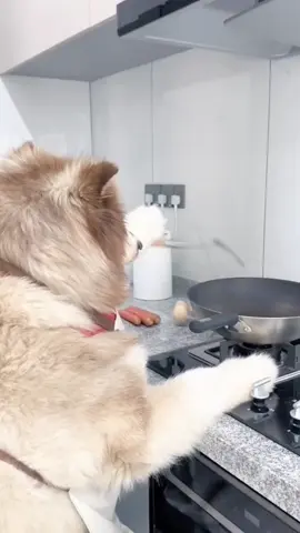 #funny #dog #dogsoftiktok #funnyvideos #xuhuong 
