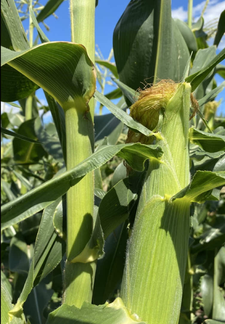 Солодка кукурудза 🌽 #кукурудза #городина #село #життявселі 