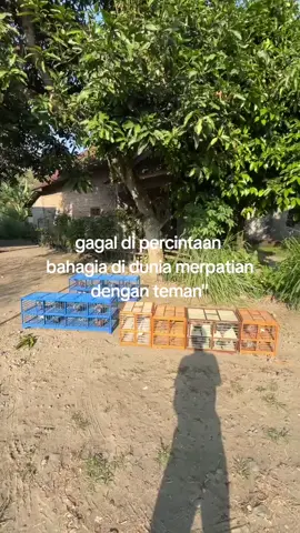 yok semangat para penghobi merpati 💪🏻💪🏻💪🏻😂@Nawaf #kediri 