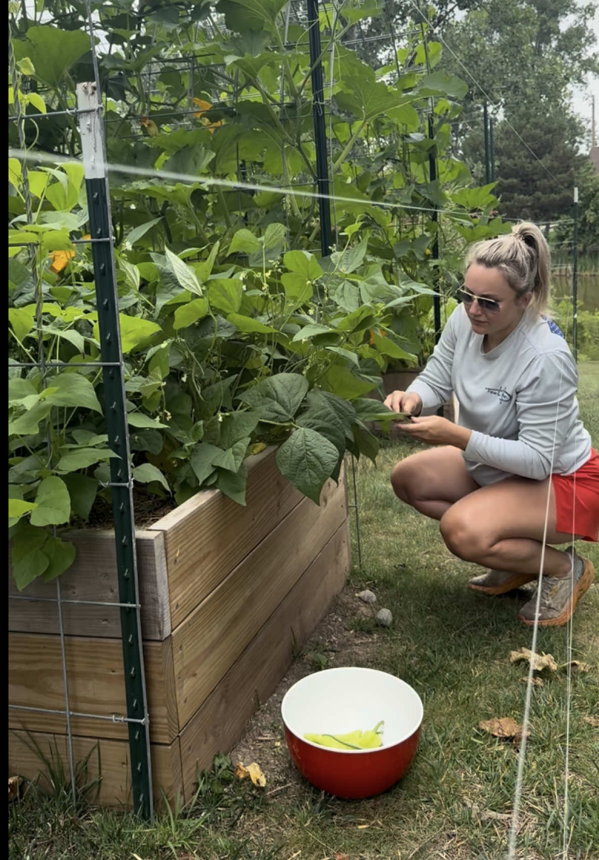 Morning garden harvest! Not a huge one today but decent for where the garden is at this time of year! What are you harvesting from your garden right now?  #gardenharvest #harvesting #garden #julygarden #michigangarden #zone6a #morethangardening #gardening #homesteading #canning #peppers #pepperharvest #greenbeans #harvestingpeppers