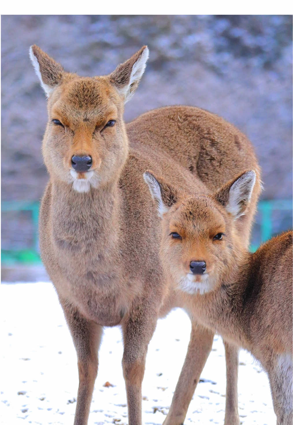 冬の奈良公園⛄️ #奈良の鹿 #deer #鹿達の日常 