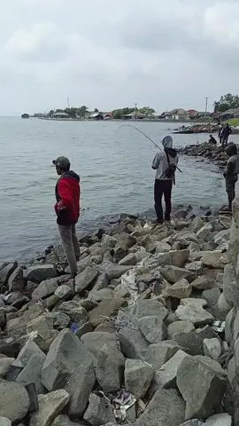 terpantau penarikan baramundi di pantai sedari🔥 #mancinglaut#kakapputih#fyp#mancingmania#mancingbaramundi#pantaisedarikarawang 