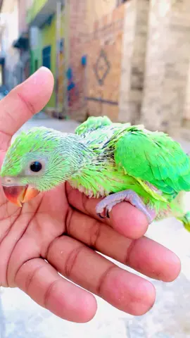 #tandingvideo🥰🥰★★★tiktoksong #tandingvideo🥰🥰★★★tiktok🤣 #birdlover🦜 #foryou #dute #fypシ #fyp #tiktokviral 
