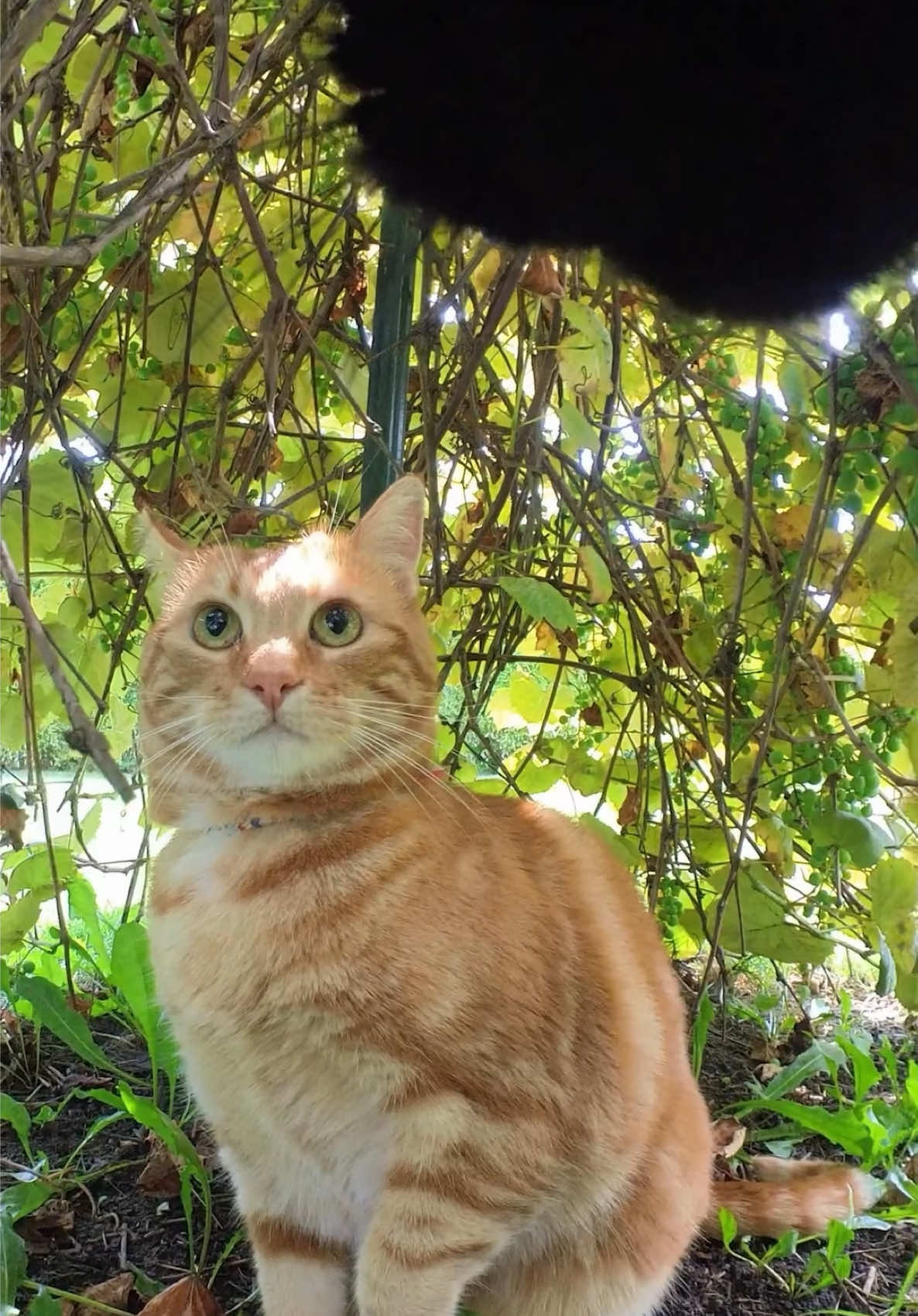The neighbor cat visits the Kitterverse for the first time! 📣🐈 Shot on @insta360 official GO 3S #fyp #cat #meow #insta360 #insta360catcam #insta360petcam 