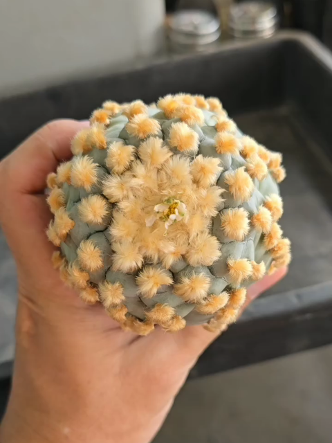 This is the peyote cactus 🌵  Used by shamans, visionaries, and seekers for thousands of years Not for recreation — for revelation Peyote is a portal 🌌 A ceremony in green flesh This video is for educational purposes only We honour the ancient roots of the peyote cactus and share this knowledge to keep its wisdom alive ⚠️ This video does not promote illegal use & follows TikTok community guidelines #peyote #peyotecactus #sacredplant #plantmedicine #entheogen #cactusmedicine #visionaryplants #5dawakening #spiritualjourney #shamanicwisdom #ancientmedicine #earthwisdom #consciousawakening #plantteachers #hikuri #desertspirit #sacredritual  #spiritualgrowth 