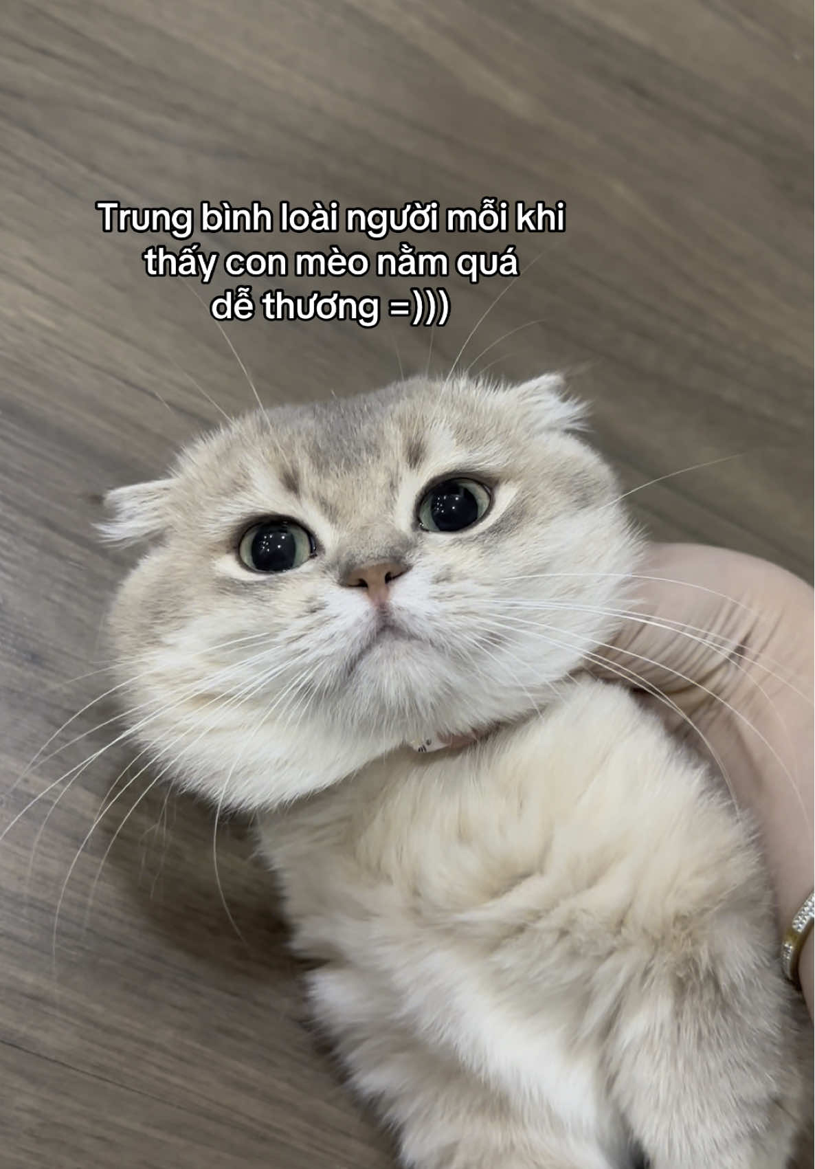 iêu vô cùng tận 😍 #titi #cat #meo #fyp #xh 