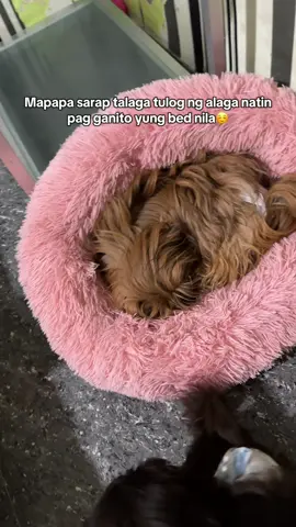 Ang comfy ng pet bed nato kaya mapapasarap talaga tulog ng furbabies natin dito#petbed #dogbed #bedfordogs 