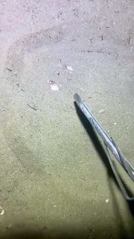 Go to the deep sea to catch some seafood!#fishing #seafood #diving #fish #sea #gotosea #fyp 