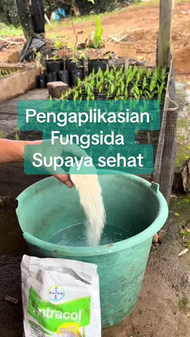 Aplikasi fungsida untuk baby sawit #babysawit #prenursery #kebunsawit #petanisawit 