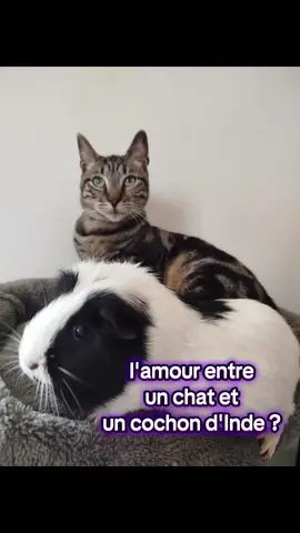 amour improbable ??  #Love #cat #amour 