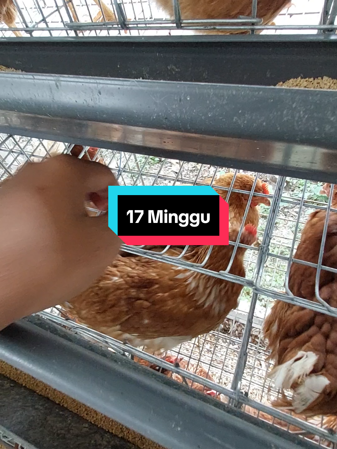 Telur perdana 17 minggu🤑 #CapCut  #kandangayam #telur #ayampetelur #ternak #peternakanayam #petelurberkualitas #ayam #ternakayam #pullet #